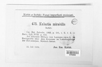 Kabatia mirabilis image